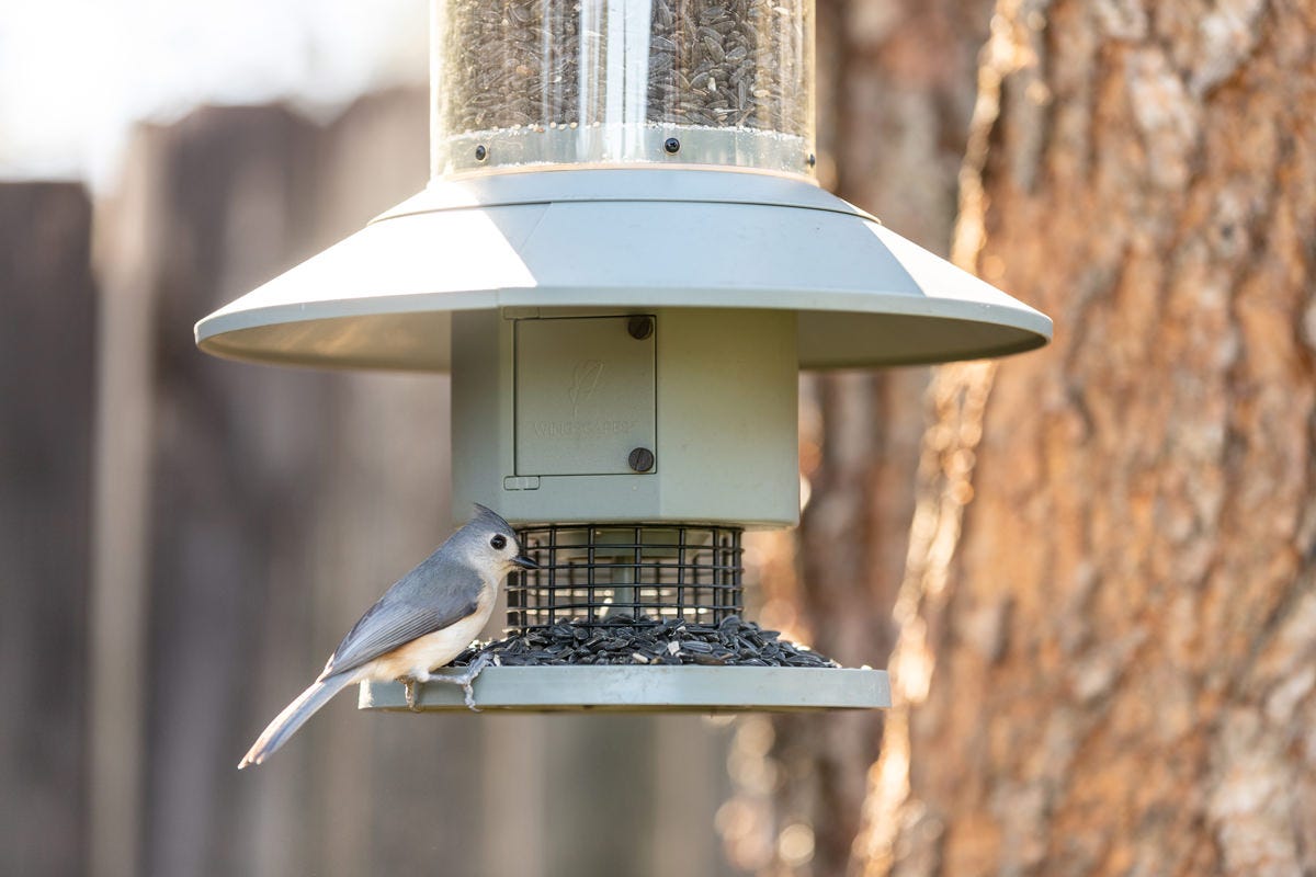 Bird on Wingscapes AutoFeeder Bird Feeder