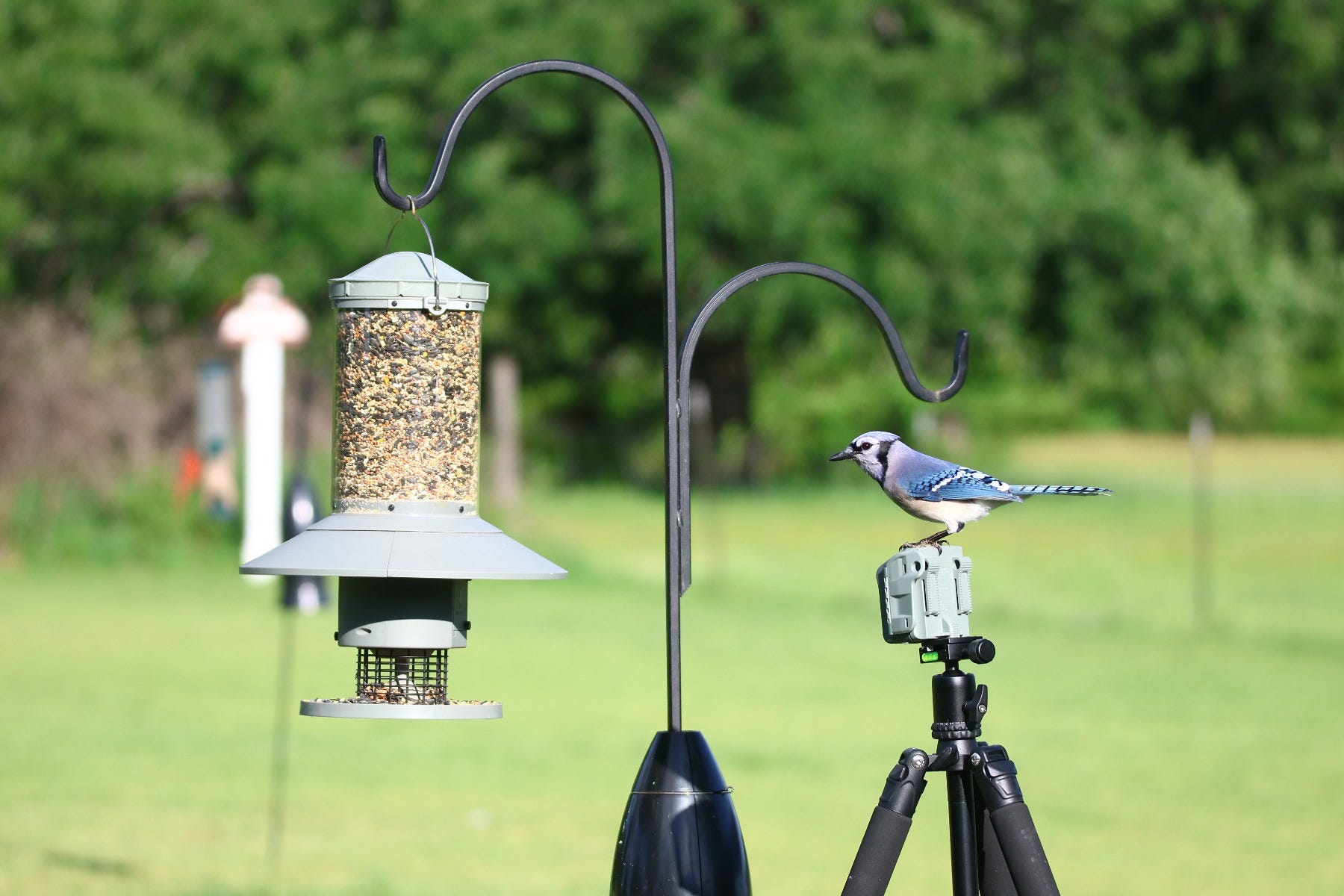 Wingscapes BirdCam Wingscapes AutoFeeder Bluejay resting on BirdCam