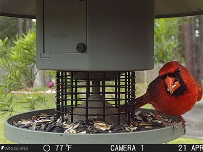 Wingscapes BirdCam image of cardinal on AutoFeeder 