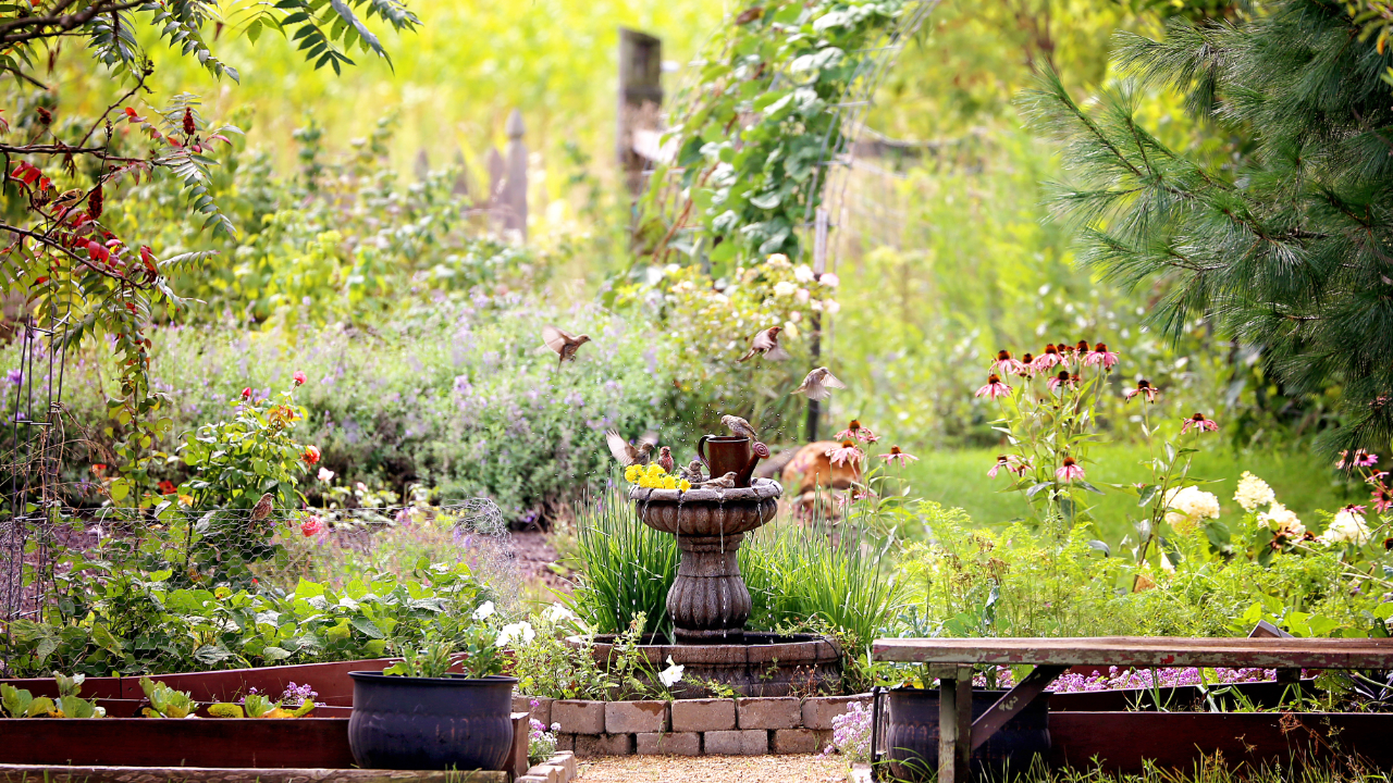 Backyard garden with birds in birdbath 