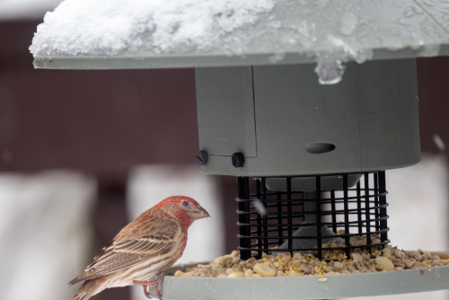 Housefinch on birdfeeder in winter 