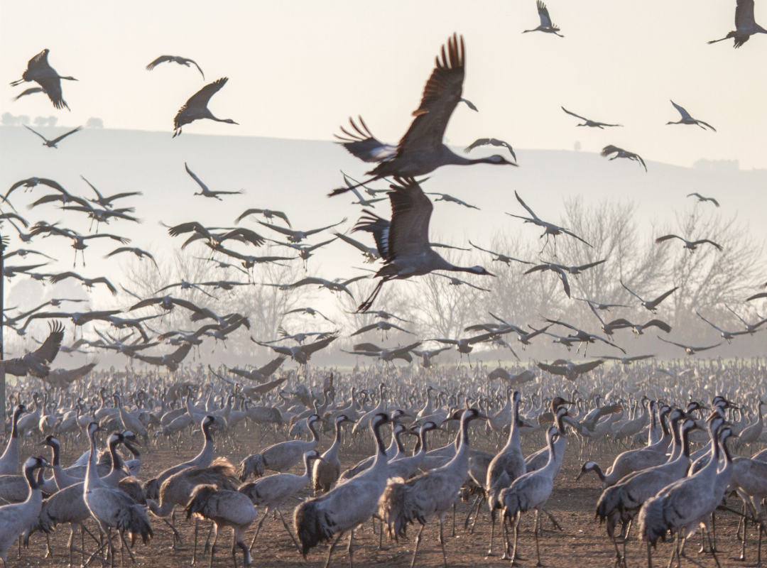 cranes migrating south for winter