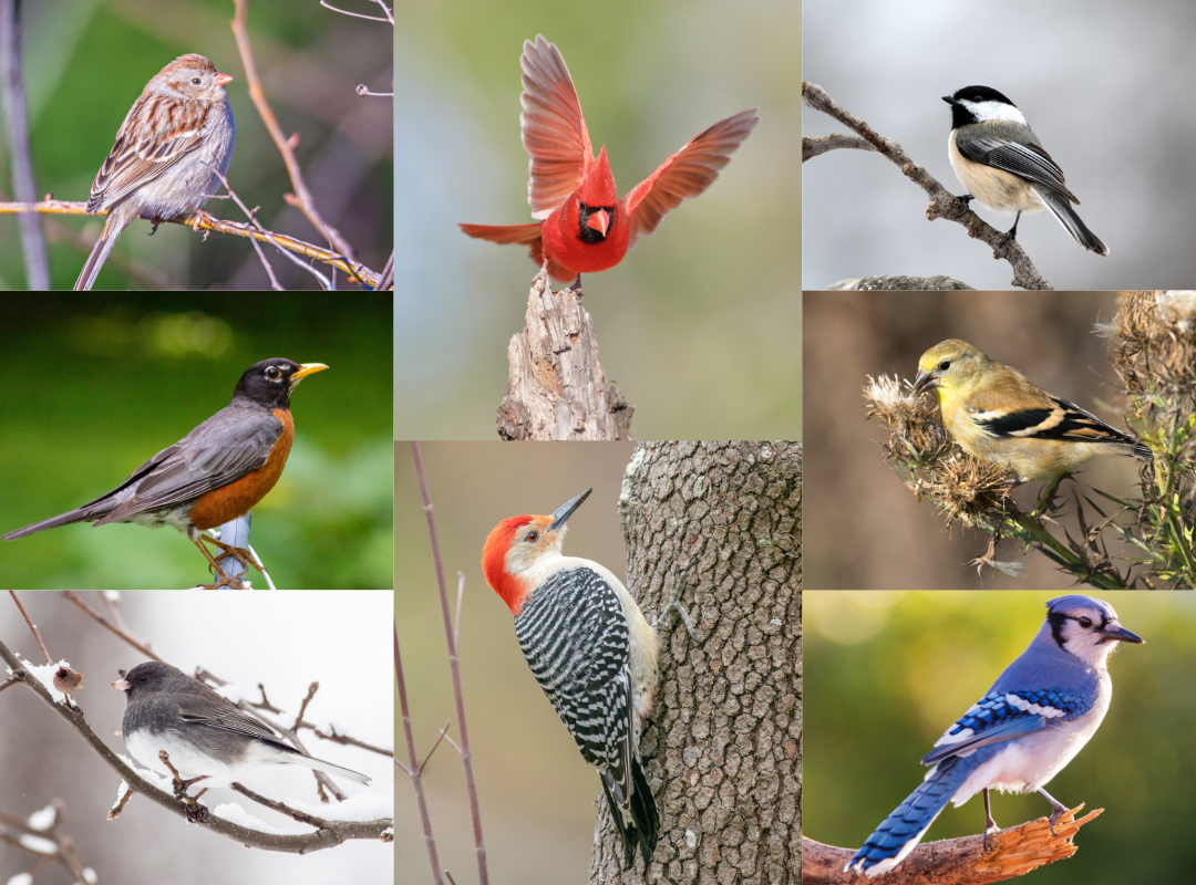 Assortment of winter birds seen in January