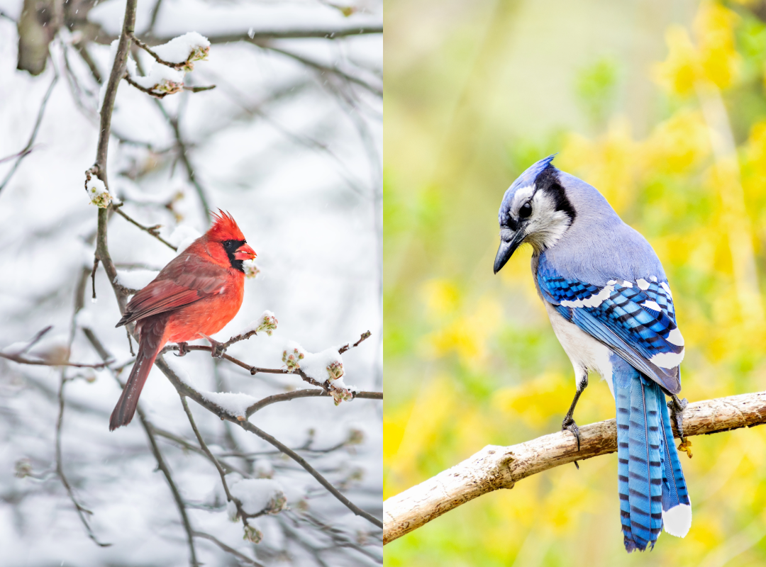 Backyard birds in the winter and spring months