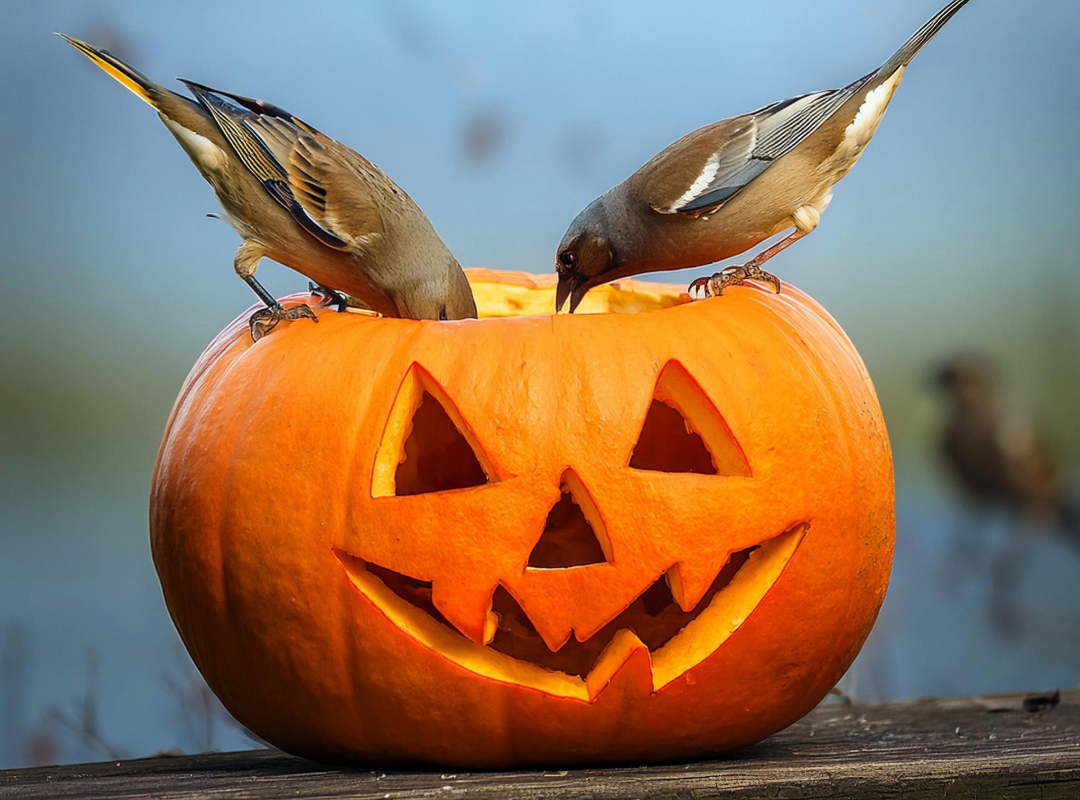 birds eating out of pumpkin leftover from halloween