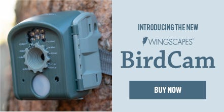 Wingscapes BirdCam