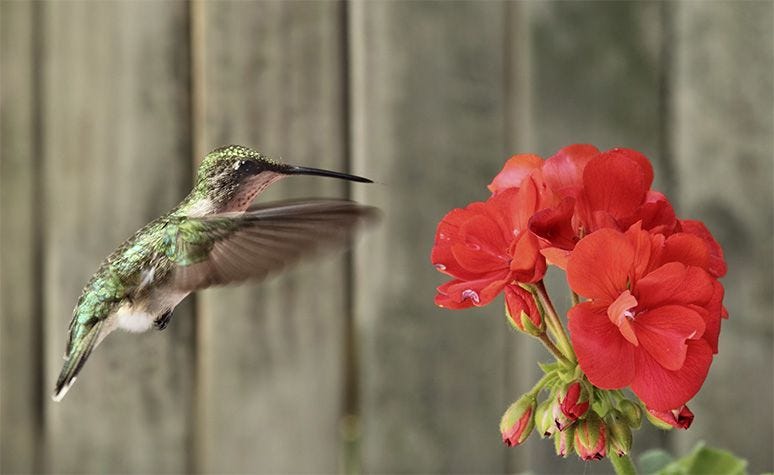 hummingbird flying to three red flowers 