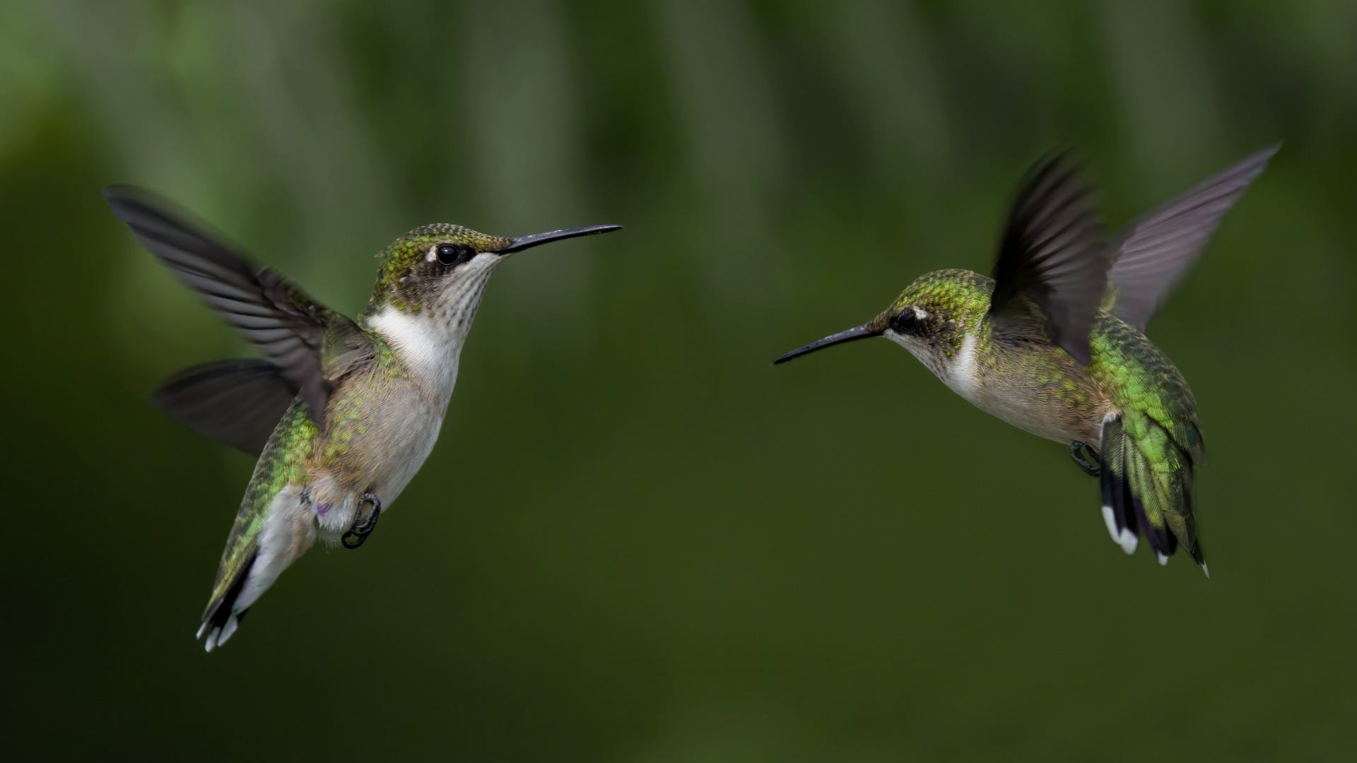 two hummingbirds flying next to each other 